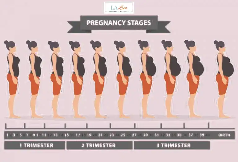 First Trimester (Weeks 1–12): Early Changes You Might Not Notice Hamilton